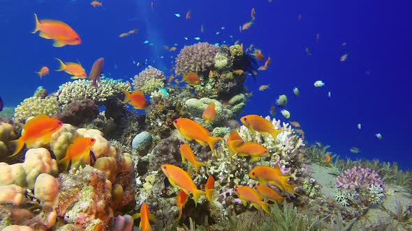 Colorful Underwater Seascape