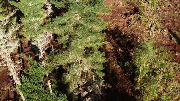 Logging skidder pulling out big pine tree through dirt path, aerial