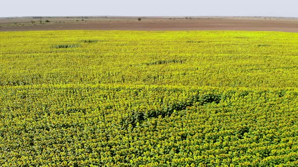 Sunflowers Field Aerial View
