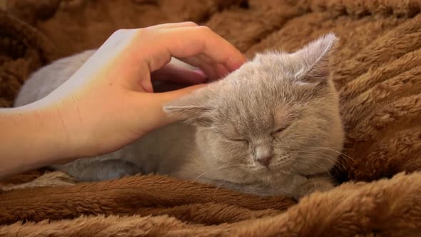 Gray Kitten Plays with the Girl's Hand Lying on the Bed