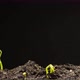 Timelapse Growing water spinach plants. New life plants growing dance. - VideoHive Item for Sale