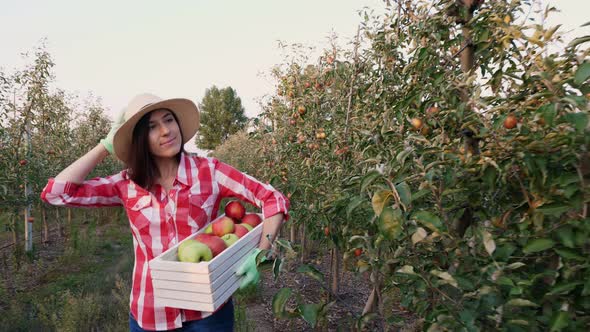 Female Farmer with Apples. Apple Harvest. Happy Woman Carries a Box of Freshly Picked Apples