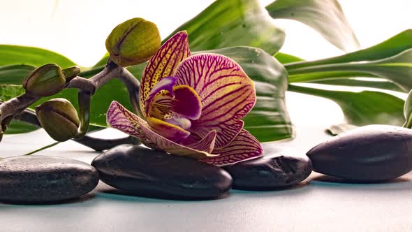 Orchid Blooms Near Stones with Reflection in Water Time Lapse Macro Photography Spa Concept Zen