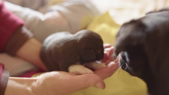 A two week old puppy on a human hand, with its mother