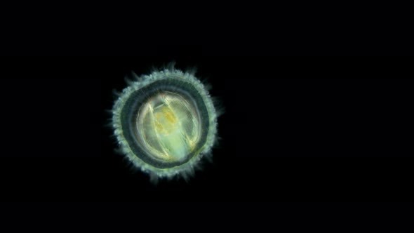 Under the Microscope, the Larva of a Sea Snail, Called Veliger, Class Bivalvia, Type Mollusca, Shows