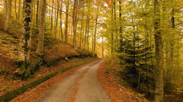 Leaves Street