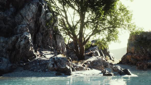 Green Tropical Tree Growing Lonely on a Greek Stone Cliff By the Sea