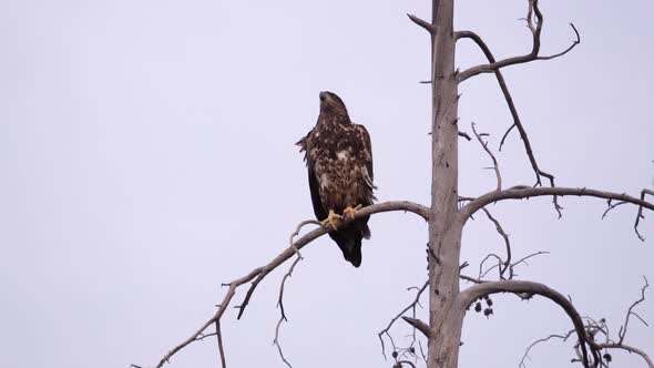 Young Eagle sitting in tree top