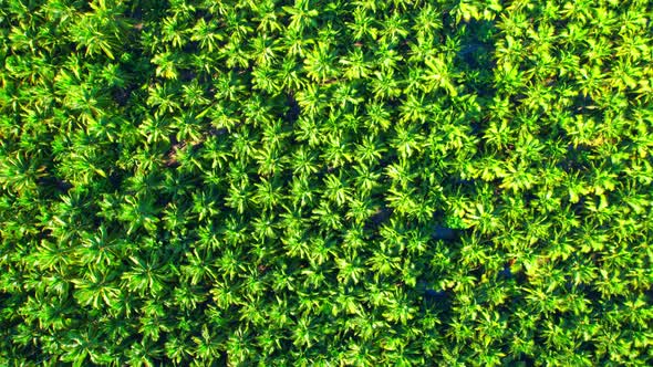 An aerial view from a drone flying over a beautiful green coconut grove