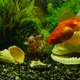 Goldfish Swims In The Water. - VideoHive Item for Sale