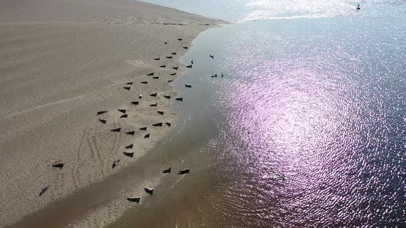 Aerial View of Seal Colony Resting on Sandbanks in County Donegal - Ireland