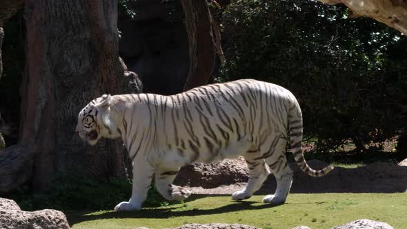 Two white bengal tigers meet