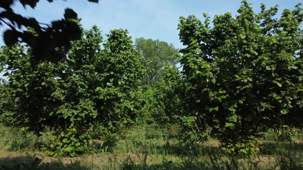 Hazelnuts Organic Agriculture Cultivation Countryside