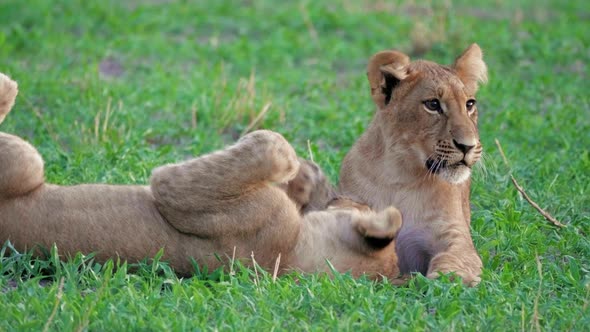 Lion Cubs Playfighting On The Grassland In Savuti, Botswana - closeup shot