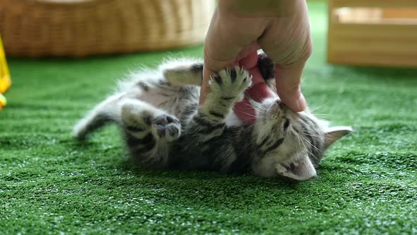 Woman Hand Playing With Kitten