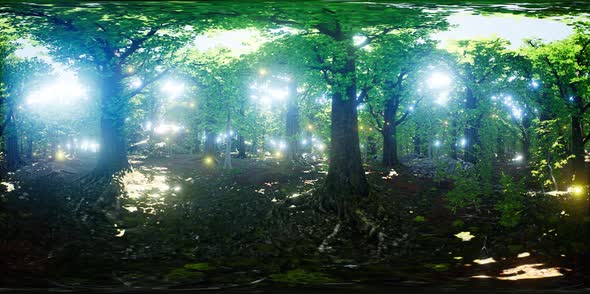 VR 360 Firefly Flying in the Forest