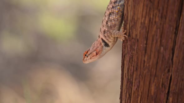 Spiny Lizard hanging on fence post and running away