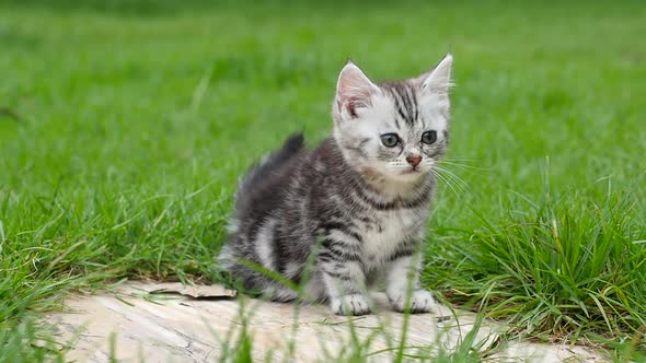 Cute American Short Hair Kitten Lying And Looking In The Park