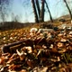 Garbage Scattered on Fallen Leaves - VideoHive Item for Sale