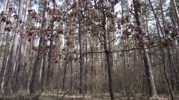 Forest Landscape Aerial View Slow Motion