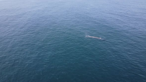 Fasting Bryde's whale breaks surface a few times to blow and breathe; drone