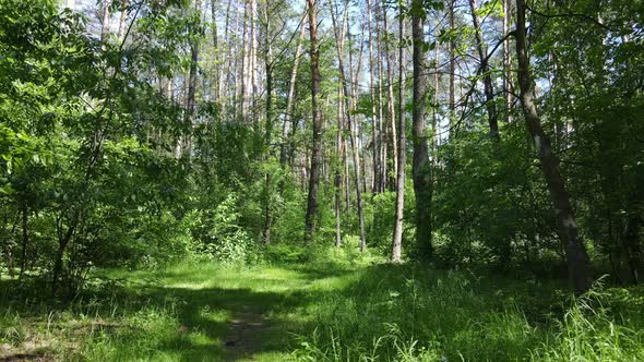 Beautiful Green Forest on a Summer Day Slow Motion