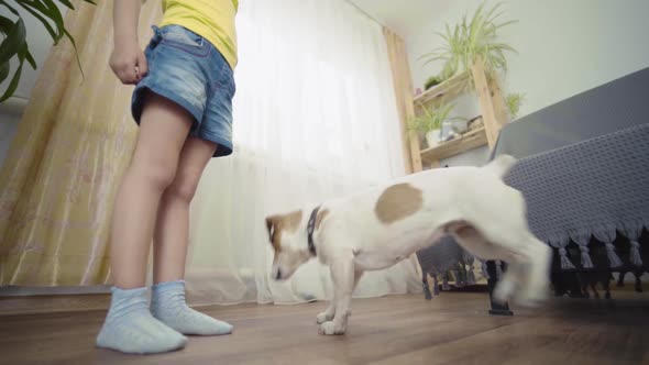 Little Girl Child Playing With Dog Jack Russell Terrier At Home In Room