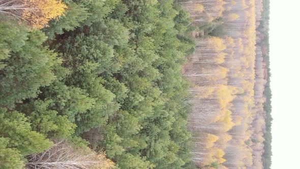 Vertical Video of an Autumn Forest During the Day in Ukraine