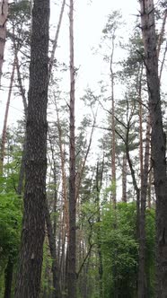 Vertical Video of Many Trees in the Forest