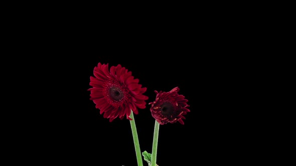 Time-lapse of growing and opening red gerbera flower 1a2