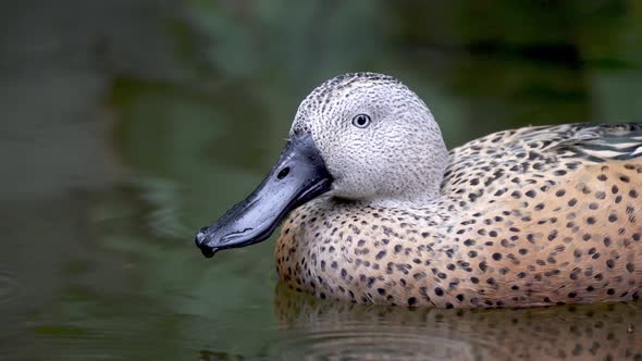 Static shot of a Red Shoveler duck floating on a pond and looking forward