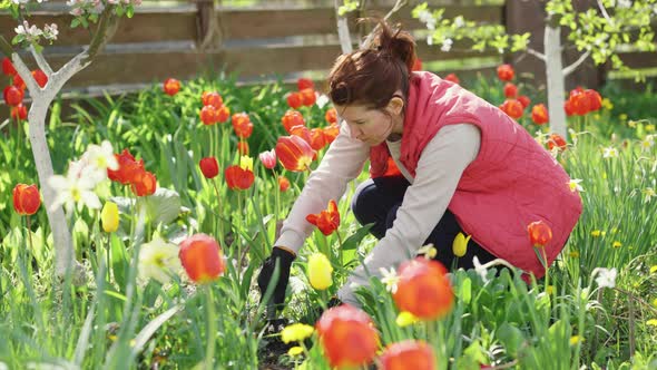 Woman Working in Flower Garden with Tulips