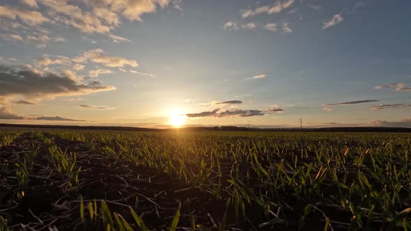 Time Lapse of Wheat Sprouts at Sunset