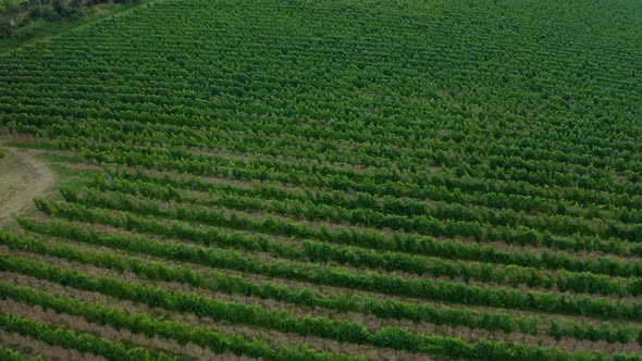 Flying over a french vineyard.