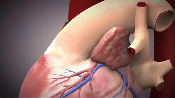 Anatomy and Function of Heart Valves