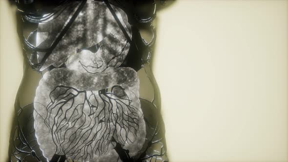 Contrast MRI of the Human Body Organs alt