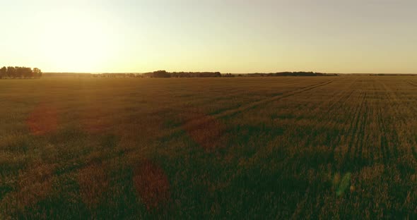 Low Altitude Flight Above Rural Summer Field with Endless Yellow Landscape at Summer Sunny Evening