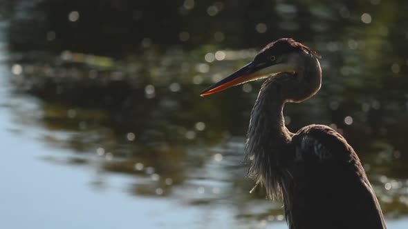 A blue heron preens itself in the sun beside the water.