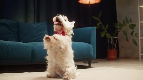 Trained Dog Standing on Back Legs West Highland White Terrier Wearing Red Bow