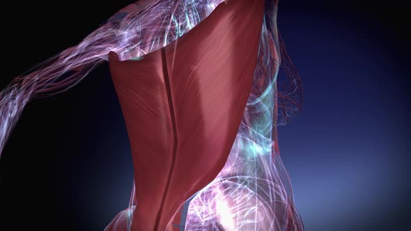 Female Muscular Latissimus Dorsi alt
