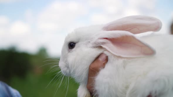 Young Boy of Caucasian Ethnicity Blue Checkered Shirt Holds a Cute Fluffy Domestic White Rabbit in