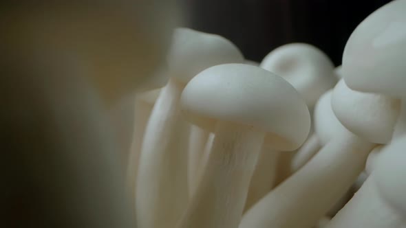 White Shimeji Mushroom macro