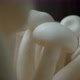 White Shimeji Mushroom macro - VideoHive Item for Sale