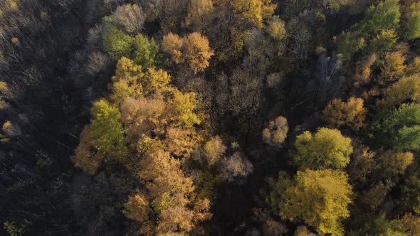 Autumn forest