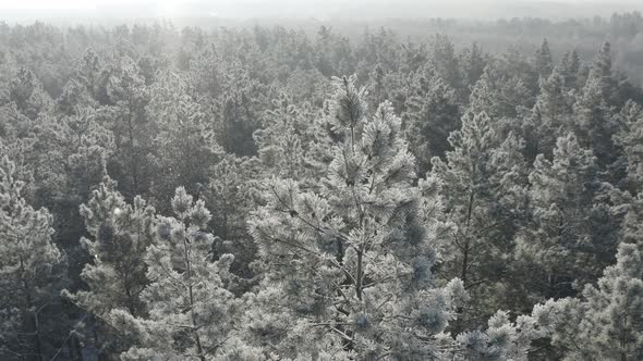 Ungraded Dlog Beautiful Snowy White Forest In Winter Frosty Day