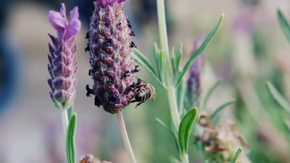 Honey bee collecting a nectar from flower