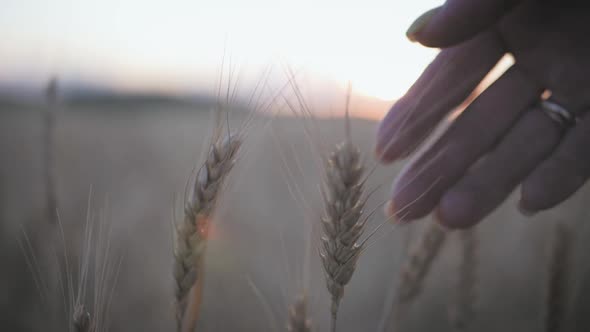 Farmer Touching His Crop with Hand in a Golden Wheat Field at Sunset. Agronomist Plans Harvest Among