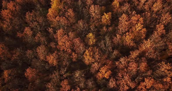 Aerial Top View of Autumn Trees in Forest Background, Caucasus, Russia. Coniferous and Deciduous
