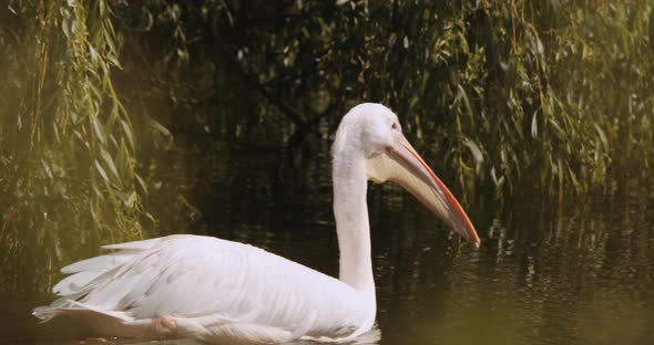 Great White Pelican In Lake Of Safari Park