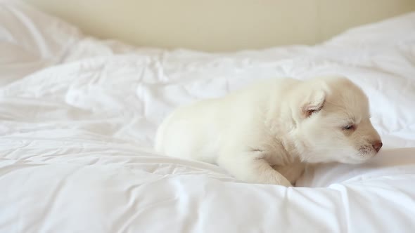 Cute White Siberian Husky Puppy Lying On White Bed